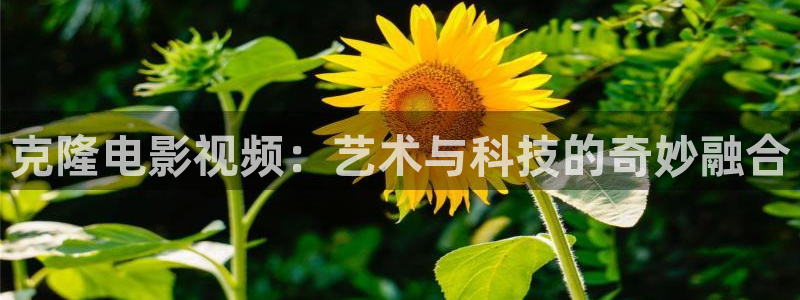 樱花视频综合在线