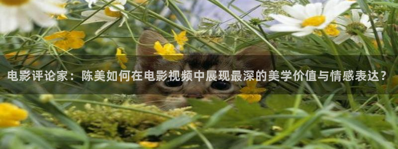 樱花视频里面的内容