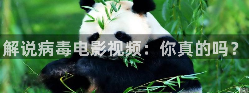 紫阳花的凋零散落之时樱花视频