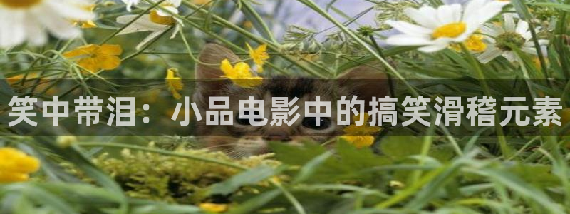 樱花视频免费安装